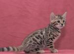 Willie - Bengal Cat For Sale - Everett, WA, US