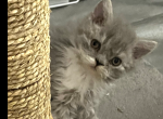Selkirk Rex LH Curly Kitten - Selkirk Rex Cat For Sale - Marshfield, MO, US