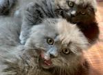 Boy and girl - Scottish Fold Cat For Sale - Huntington, NY, US