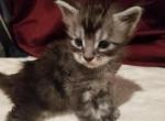 Lincoln black silver tabby polydactal male - Maine Coon Cat For Sale - Crestview, FL, US