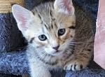 Ranger - Pixie-Bob Cat For Sale - Everson, WA, US