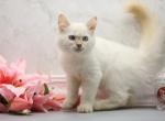 Zefir of Romanov Dynasty - Siberian Cat For Sale - Ashburn, VA, US