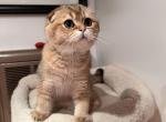 BOLIK - Scottish Fold Cat For Sale - San Mateo, CA, US