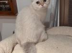 Gelikk - British Shorthair Cat For Sale - San Mateo, CA, US