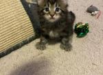 Dark tabby Maine coon - Maine Coon Cat For Sale - Chapel Hill, NC, US