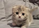 Diamond kilt - Scottish Fold Cat For Sale - Berlin, NJ, US