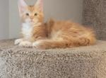 Honey Puff - Maine Coon Cat For Sale - UT, US