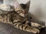 Mario - Bengal Cat For Sale - Concord, NH, US