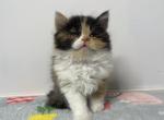 Latte - Scottish Fold Cat For Sale - Ava, MO, US