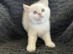 Scottish Fold Golden Colorpoint Male Hamilton - Scottish Fold Cat For Sale - Odessa, FL, US