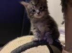 Light tabby Maine coon - Maine Coon Cat For Sale - Chapel Hill, NC, US