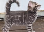 Rare Blue Bengal kitten - Bengal Cat For Sale - Norwalk, OH, US