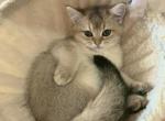 Tasia - British Shorthair Cat For Sale - New York, NY, US