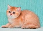 Georgiana - British Shorthair Cat For Sale - Los Angeles, CA, US