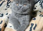 Margo - British Shorthair Cat For Sale - Los Angeles, CA, US