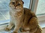 Scottish Fold Golden Ticked girl Nicol - Scottish Fold Cat For Sale - Odessa, FL, US