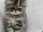 Bella - Exotic Cat For Sale - Vancouver, WA, US