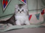 Frank - Persian Cat For Sale - Creighton, MO, US