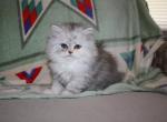 Dolly - Persian Cat For Sale - Creighton, MO, US