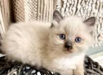 RESERVED Chocolate Point Ragdoll Kitten - Ragdoll Cat For Sale - Beach Park, IL, US