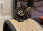 Dark tabby female Maine Coon - Maine Coon Cat For Sale - Chapel Hill, NC, US