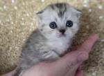 Nilla Scottish Fold female - Scottish Fold Cat For Sale - Sunnyvale, CA, US