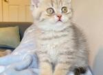 Lychee Female British shorthair Scottish Straight - British Shorthair Cat For Sale - Athens, GA, US