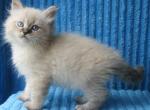 Cotton - Siberian Cat For Sale - Brooklyn, NY, US