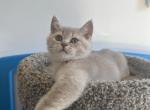 Leo - Scottish Straight Cat For Sale - Renton, WA, US