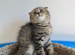 Mia - Scottish Fold Cat For Sale - Renton, WA, US