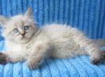 Cooper - Siberian Cat For Sale - Brooklyn, NY, US