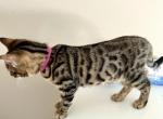 Bengal Female kitten - Bengal Cat For Sale - Beach Park, IL, US