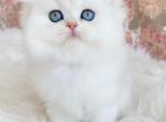 KYLEY - British Shorthair Cat For Sale - Brooklyn, NY, US