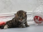 Fontana of Romanov Dynasty - Siberian Cat For Sale - Ashburn, VA, US