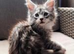 Aldhanab - Maine Coon Cat For Sale - Miami, FL, US