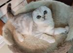 Max2 - Scottish Fold Cat For Sale - 