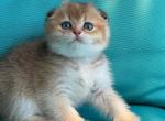 Sapphire - Scottish Fold Cat For Sale - Monroe, WA, US