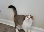 Boston - Scottish Fold Cat For Sale - Levittown, PA, US