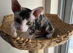 Angel Ukrainian Levkoy - Sphynx Cat For Sale - Union City, NJ, US