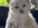 Sumo - Scottish Fold Cat For Sale - Miami, FL, US