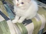 Blue Bi color female - Ragdoll Cat For Sale - Butler, PA, US