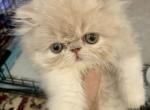 Diva - Persian Cat For Sale - West Palm Beach, FL, US