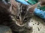 Reserved EXTR LARGE SILVER MAINE COON KITTEN Dawon - Maine Coon Cat For Sale - Chipley, FL, US