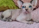 Grant - Sphynx Cat For Sale - Norwalk, CT, US