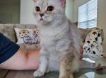 Stella - Scottish Straight Cat For Sale - Nicholasville, KY, US