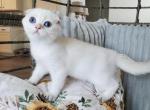 Snow - Scottish Fold Cat For Sale - Nicholasville, KY, US