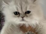 Pit - Persian Cat For Sale - Williamsburg, VA, US