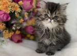 Pebbles - Persian Cat For Sale - Henderson, CO, US