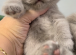 British Shorthair Lilac Female BRITISHKITNCAT - British Shorthair Cat For Sale - 