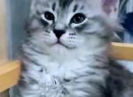 Victor Blue Silver Male Holiday price - Siberian Cat For Sale - New York, NY, US